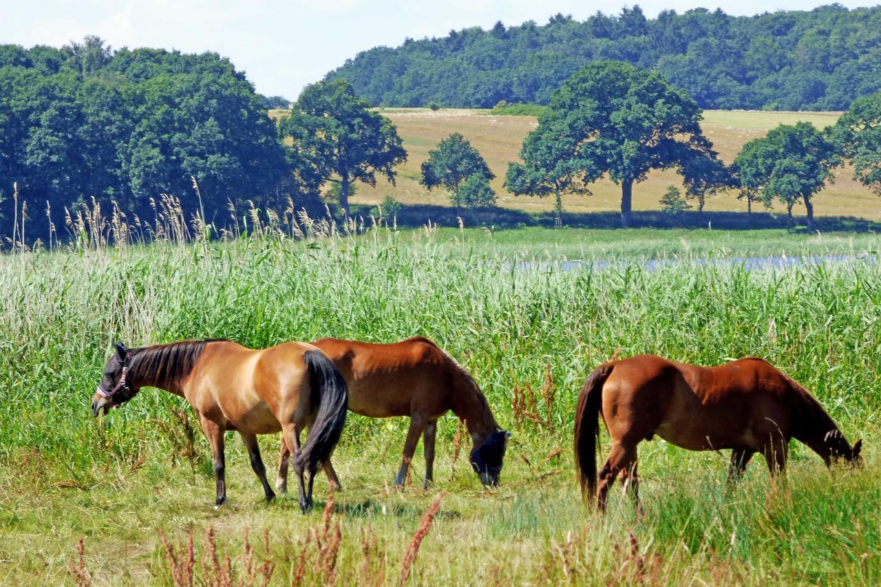 Selliner Ferienwohnungen Exteriör bild